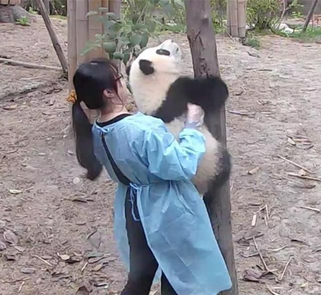 狮子座和什么座最配做男闺蜜，外国人做熊猫饲养员是什么体验？图10