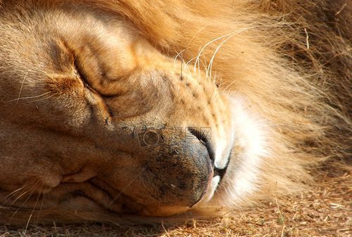 狮子男晚上睡觉老实吗